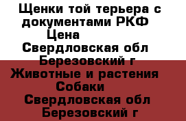 Щенки той терьера с документами РКФ › Цена ­ 15 000 - Свердловская обл., Березовский г. Животные и растения » Собаки   . Свердловская обл.,Березовский г.